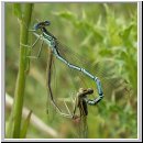 Platycnemis pennipes - Blaue Federlibelle 11.jpg